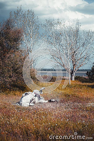 Playful white horse wallowing, glade Stock Photo